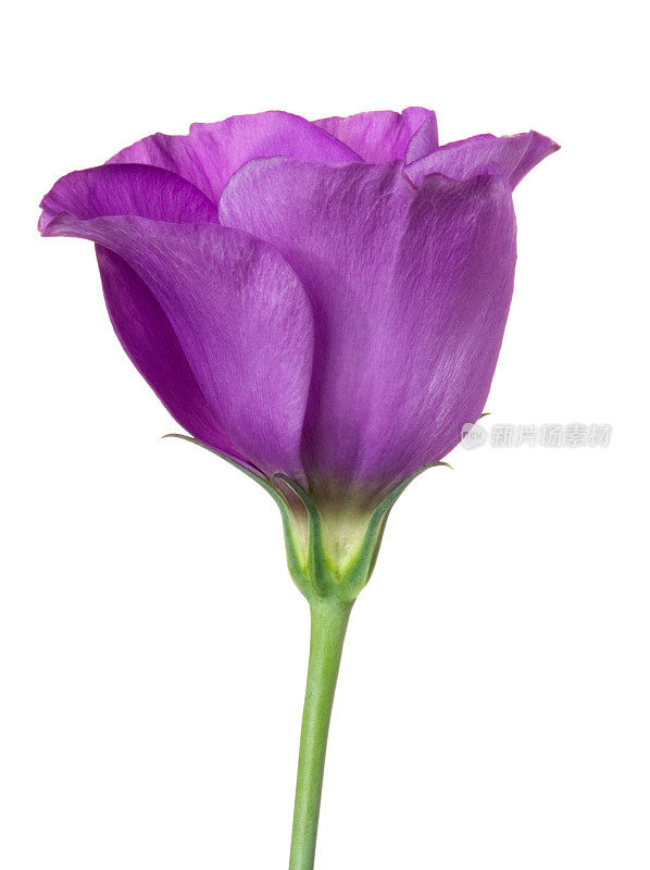 Eustoma (lisianthus)。